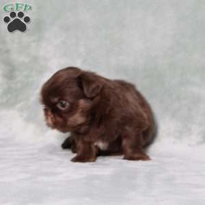 Bubbles, Shih Tzu Puppy